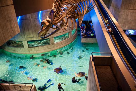 Largest aquarium in the usa. Things To Know About Largest aquarium in the usa. 